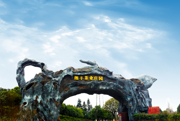 湘豐茶業：一片“綠茶”，香飄全世界