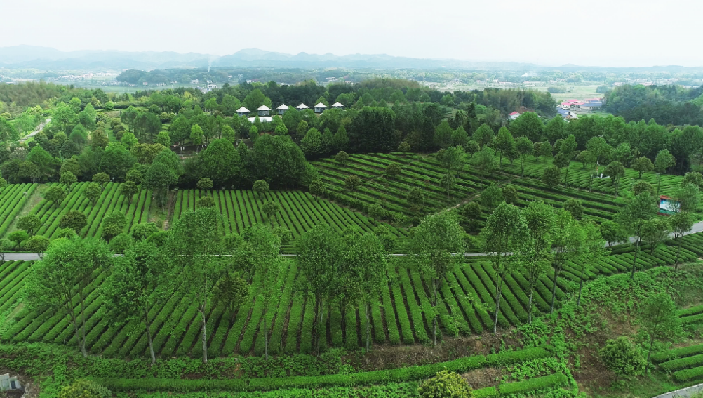 全國(guó)“三品一標(biāo)”基地,金井鎮(zhèn)茶葉基地榜上有名 全國(guó)“三品一標(biāo)”基地,金井鎮(zhèn)茶葉基地榜上有名